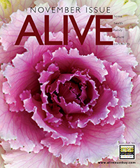 ALIVE November 2012