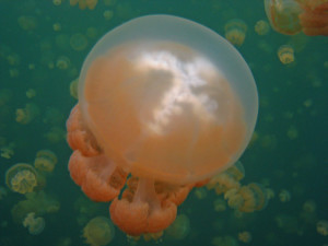 Boat trip - Jellyfish 4