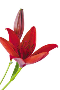 red lily flower isolated