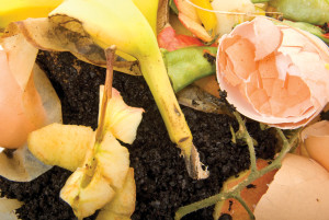 Organic waste for backyard compost