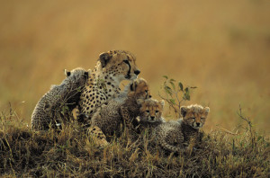 Cheetah mother with four cubs (Acinonyx jubatus) sitting on savannah, Kenya