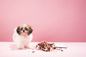 Puppy with cake on floor