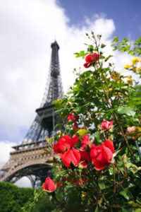 Rose bush and Eiffel Tower, Paris