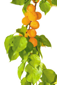 Apricot branch on a light background