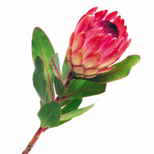 Close up of a king protea