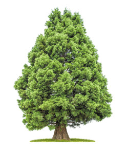 isolated redwood tree on a white background