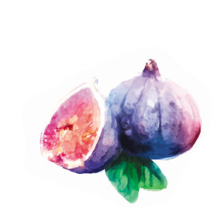 Vector hand drawn watercolor painting fruit fig on white background.