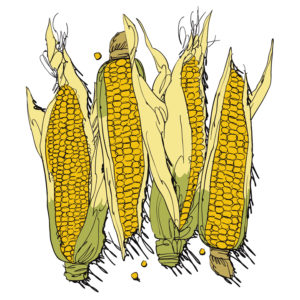 Alive media magazine july 2016 corn illustration market fresh peggy fallon