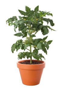 Tomato Plant in a Pot isolated on a white background