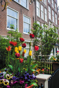 Traditional house with tulip garden in Amsterdam