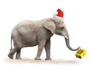 African elephant with santa's cap delivering christmas gifts.